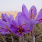 200 Pcs Imported Saffron Flower Plants