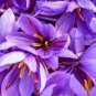 200 Pcs Imported Saffron Flower Plants