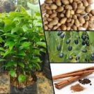 6 Pcs Green Tree Cinnamon Seeds