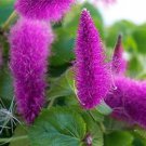 100 Pcs Acalypha Hispida Chenille Plant Red-Hot Cattail Beautiful