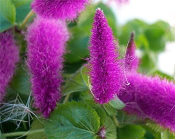100 Pcs Acalypha Hispida Chenille Plant Red-Hot Cattail Beautiful