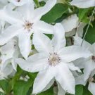 100 Pcs Clematis seeds flowers clematis vine seeds perennial flower seeds