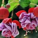 100 Pcs Japanese Fuchsia Bonsai Garden Balcony Bonsai