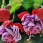 100 Pcs Japanese Fuchsia Bonsai Garden Balcony Bonsai