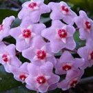 100 Pcs Green Hoya Bonsai, Potted Plantas