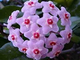 100 Pcs Green Hoya Bonsai, Potted Plantas