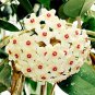 100 Pcs Green Hoya Bonsai, Potted Plantas
