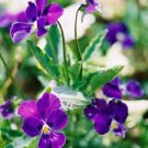 100 Pcs February LAN Seed Charming Color Flower