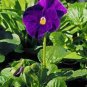 100 Pcs February LAN Seed Charming Color Flower