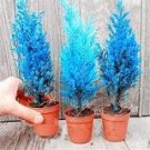 50 Pcs Mini Bule Italian Cypress Tree Plants Popular Bonsai Plants