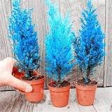 50 Pcs Mini Bule Italian Cypress Tree Plants Popular Bonsai Plants