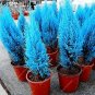 50 Pcs Mini Bule Italian Cypress Tree Plants Popular Bonsai Plants