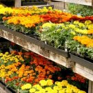 100 Pcs Real New Flower Bonsai,Very Easy Plant,Mini Garden Flores