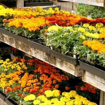 100 Pcs Real New Flower Bonsai,Very Easy Plant,Mini Garden Flores