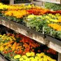 100 Pcs Real New Flower Bonsai,Very Easy Plant,Mini Garden Flores
