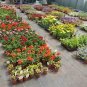 100 Pcs Real New Flower Bonsai,Very Easy Plant,Mini Garden Flores