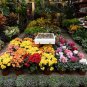 100 Pcs Real New Flower Bonsai,Very Easy Plant,Mini Garden Flores