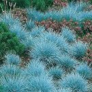 200 pcs Blue Fescue Grass bonsais