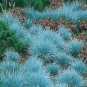 200 pcs Blue Fescue Grass bonsais