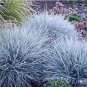 200 pcs Blue Fescue Grass bonsais