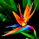 50 Pcs Strelitzia Reginae Bonsai Indoor Potted Plant Flowers Bird