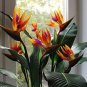 50 Pcs Strelitzia Reginae Bonsai Indoor Potted Plant Flowers Bird