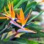 50 Pcs Strelitzia Reginae Bonsai Indoor Potted Plant Flowers Bird