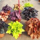 100 Pcs Rare Imported Bonsai Heuchera Bonsai