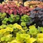 100 Pcs Rare Imported Bonsai Heuchera Bonsai