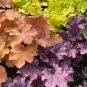 100 Pcs Rare Imported Bonsai Heuchera Bonsai
