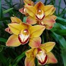 100 Pcs Rare Cymbidium Orchid Plant African Cymbidiums Flores