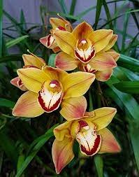 100 Pcs Rare Cymbidium Orchid Plant African Cymbidiums Flores