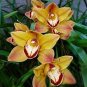 100 Pcs Rare Cymbidium Orchid Plant African Cymbidiums Flores