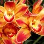 100 Pcs Rare Cymbidium Orchid Plant African Cymbidiums Flores