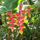 100 Pcs Heliconia Seed Perennial Angiosperm Plants Flower Succulent Purifying air Potted Plants