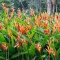 100 Pcs Heliconia Seed Perennial Angiosperm Plants Flower Succulent Purifying air Potted Plants