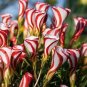 100 Pcs Rare Mixed Oxalis Bonsai Flowers Rare Color Rotary Oxalis Versicolor