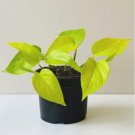 100 Pcs Exotic Climbing Epipremnum Aureum Bonsai