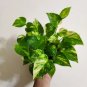 100 Pcs Exotic Climbing Epipremnum Aureum Bonsai