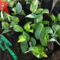 100 Pcs Exotic Climbing Epipremnum Aureum Bonsai
