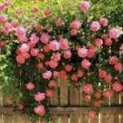 200 Pcs Lover Multi-Color Climbing Rose Plants