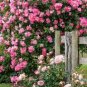 200 Pcs Lover Multi-Color Climbing Rose Plants