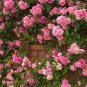 200 Pcs Lover Multi-Color Climbing Rose Plants