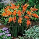100 Pcs Orange Daffodil Seeds
