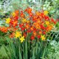 100 Pcs Orange Daffodil Seeds