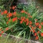 100 Pcs Orange Daffodil Seeds