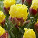 200 Pcs Rare Color Ice Cream Tulip Flower Tulipagesneriana Tulipanes Bonsai