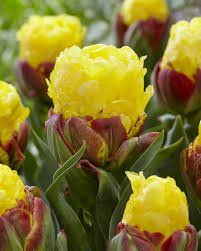 200 Pcs Rare Color Ice Cream Tulip Flower Tulipagesneriana Tulipanes Bonsai