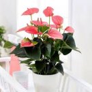 100 Pcs Anthurium Plants Bonsai Flower Blue Anthurium Plant Balcony Pot