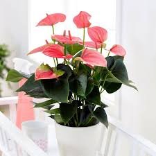 100 Pcs Anthurium Plants Bonsai Flower Blue Anthurium Plant Balcony Pot